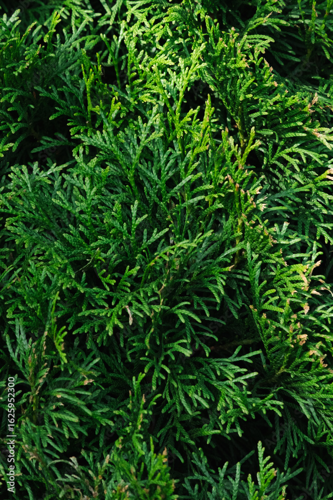 Green thuja branches and foliage close up, with natural sunlight. Green thuja branches and foliage close up, with natural sunlight.