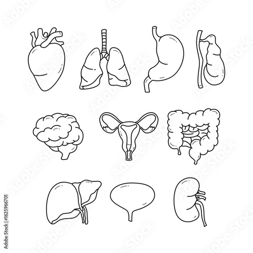 Human Body Internal Organs and Parts Outline for Infographic Poster, Stomach, lungs, kidneys, heart, brain, liver, bladder, gallbladder, intestines, kidney, female reproduction system. Medical anatomy