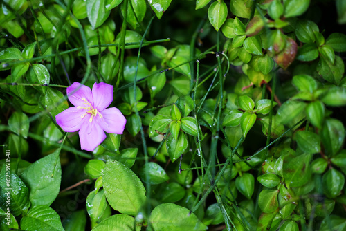 Blooming fresh purple melastoma affine flowers branch on green garden in natural sunlight of tropical forest background. Copy space