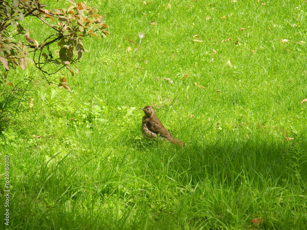 Fototapeta premium Singdrossel im Gras