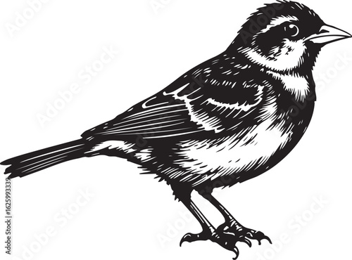 a depiction of an Old World Sparrow