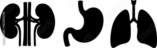 Collection of human internal organ silhouettes including kidneys stomach and lungs for medical illustration