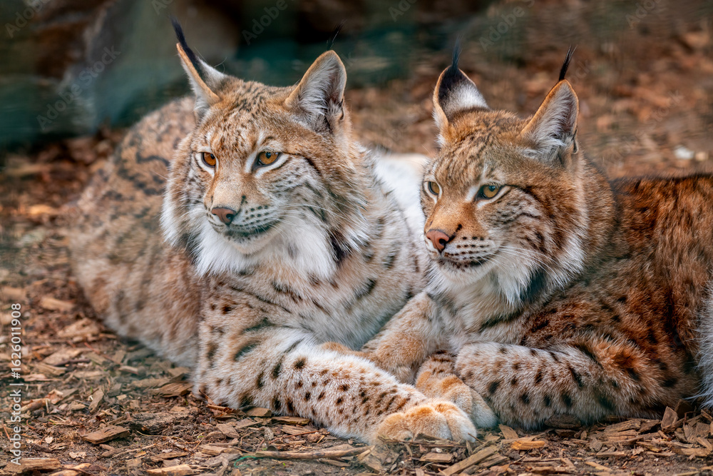 Obraz premium A medium-sized feline native to Eurasia. It belongs to the subfamily of small cats and the four-species genus of lynx. It is the largest feline in Europe and is a protected species.