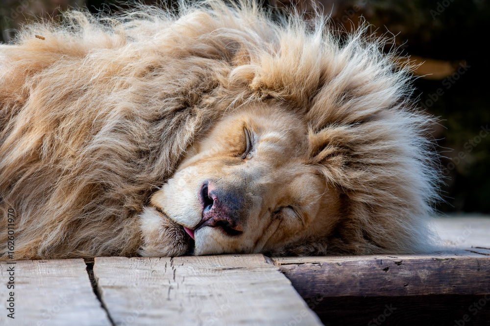 Fototapeta premium A mammal of the cat family and one of the five species of big cats. It is the second largest feline after the tiger. Lions show marked sexual dimorphism, the main feature of males being the mane.