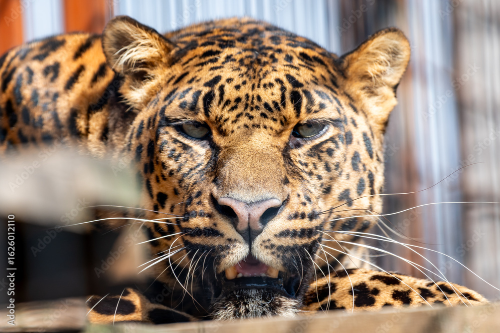 Obraz premium It is a large cat. Leopards probably evolved in Africa about 3–4 million years ago, from where they spread to Asia and Europe. The leopard is a stocky cat with a large head and a long tail.