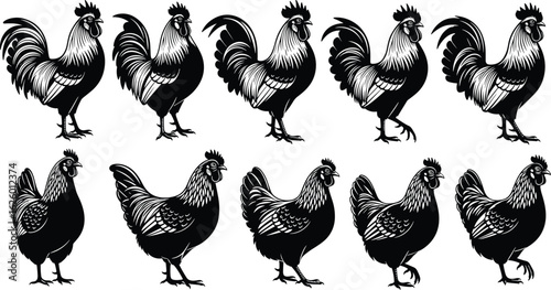 Set of rooster and hen silhouette illustrations, farm poultry vector icons, black and white chicken drawing collection for agriculture design
