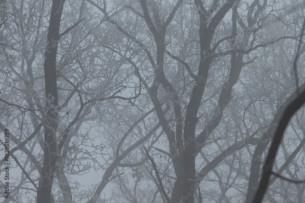 Obraz premium This is a captivating black and white photo featuring trees that stand tall and majestic in a foggy and mysterious forest setting