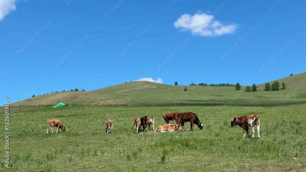 Grazing livestock and nomadic yurts on Mongolian steppe near Ulaanbaatar, captured during a horse riding tour Grazing livestock and nomadic yurts on Mongolian steppe near Ulaanbaatar, captured during a horse riding tour