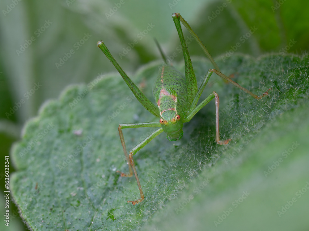 Fototapeta premium grasshopper