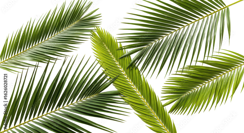 Fototapeta premium A detailed flat lay of various green palm fronds scattered on a clean bright white background.