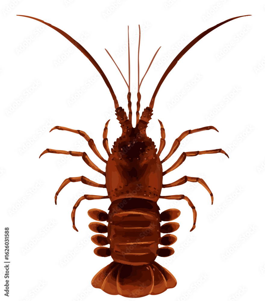 Obraz premium 正面から見た伊勢海老