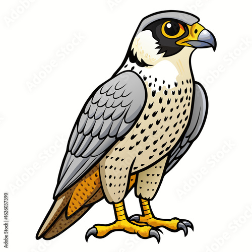 red tailed hawk