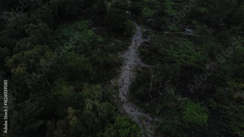 4k Aerial View following low sunlight forest trail