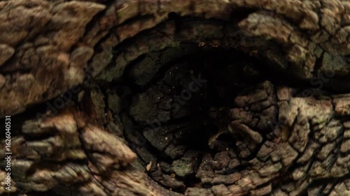 Wallpaper Mural Wood grain of old wood Torontodigital.ca