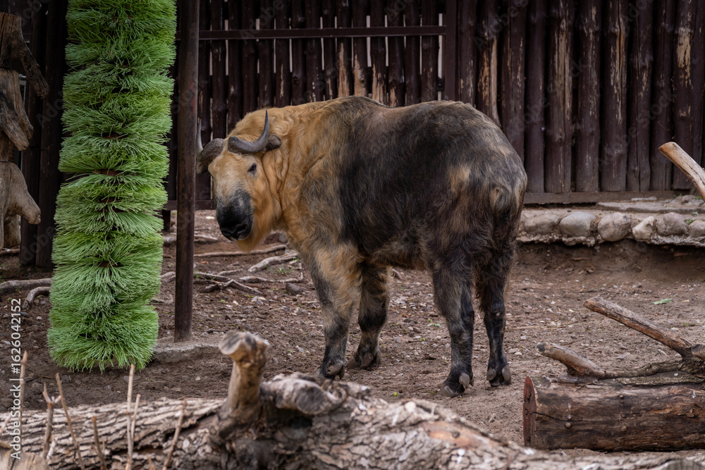 Fototapeta premium Takin Standing in Enclosure Near Green Brush