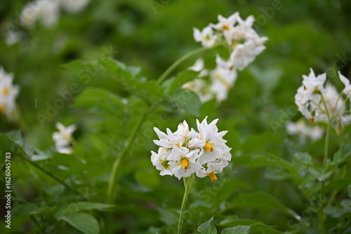 The field of flowering potatoes during summer.White Flowers of a farmer field Grown Organic Potato Plant