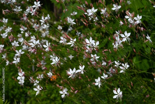 Gaura flowers. Onagraceae perennial plants. White four-petaled flowers bloom for a long period from early summer to autumn, providing a cooling sensation during the hot season.