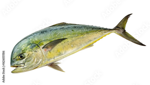 mahi fish on removed background