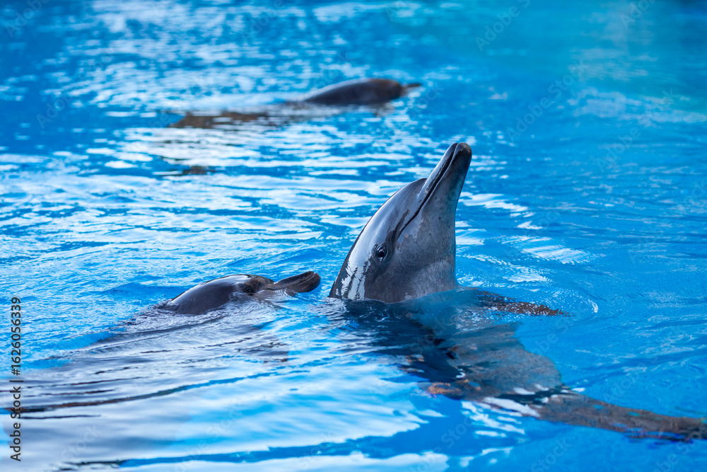 Naklejka premium dolphin in the water