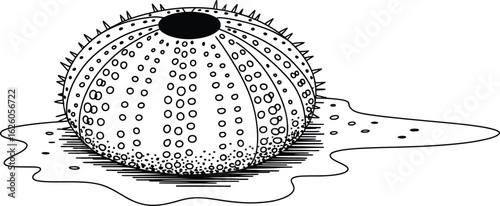 Detailed black and white illustration of a sea urchin on a wet surface