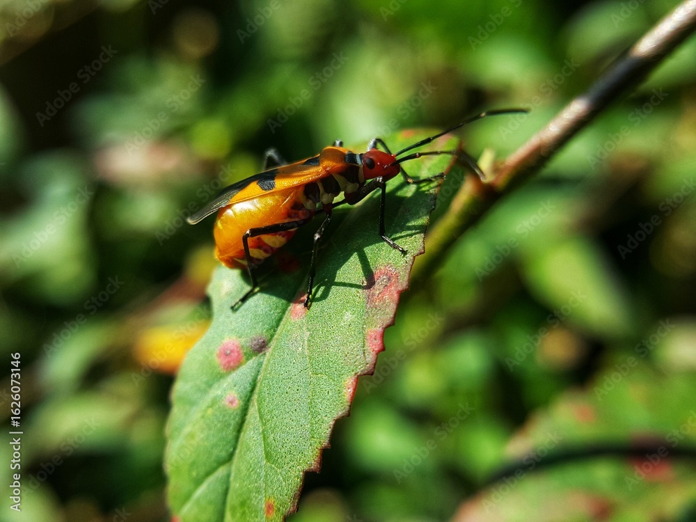 Fototapeta premium female red cotton bugs on leaf