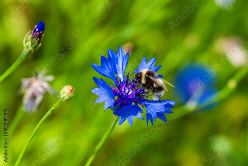 bee on a flower