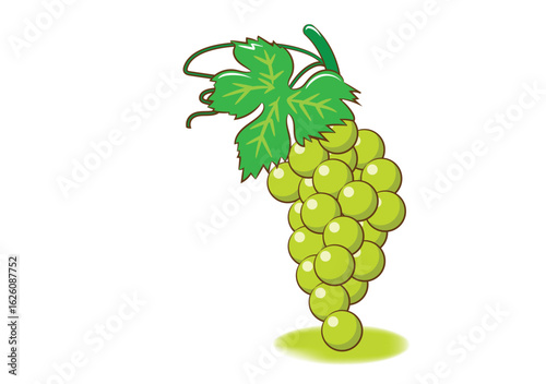 bunch of green grapes