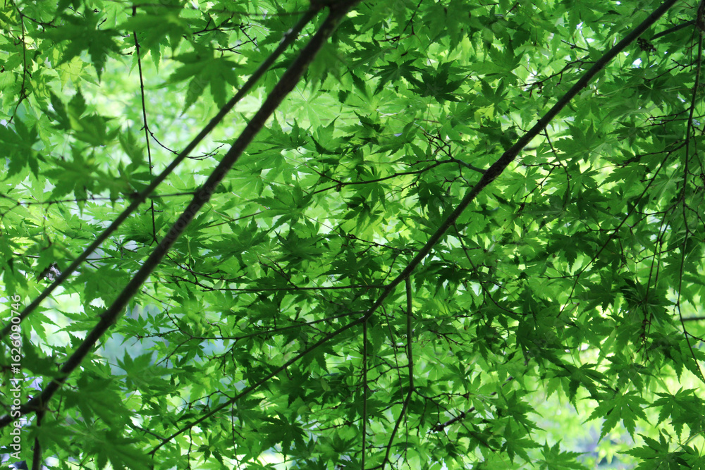 Obraz premium Close up of fresh green leaves of Acer Palmatum, Japanese Maple tree in early summer. Tree branches with young foliage in natural forest background.