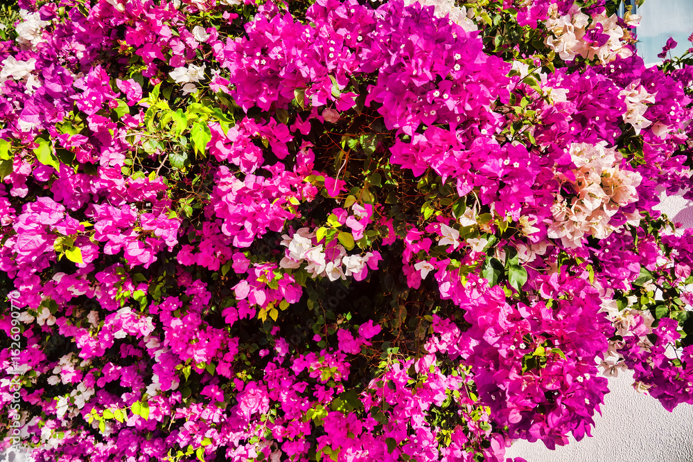 Naklejka premium Winter Bougainvillea in Oman