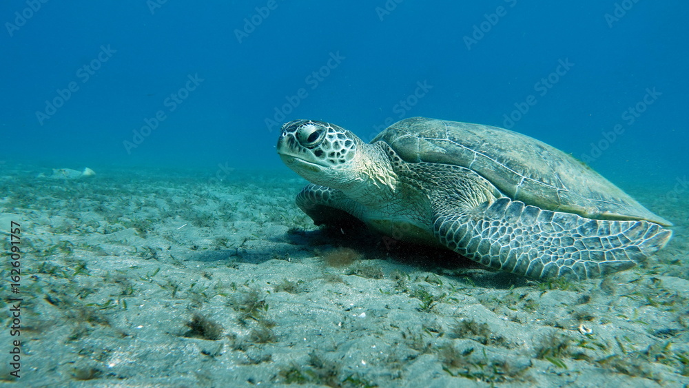 Obraz premium Big Green turtle , Green turtles are the largest of all sea turtles. A typical adult is 3 to 4 feet long and weighs between 300 and 350 pounds. 