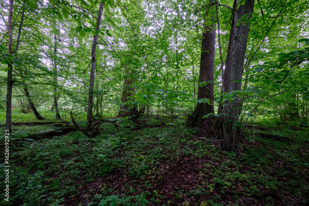 Obraz premium Late springtime deciduous forest with fresh green rich trees around