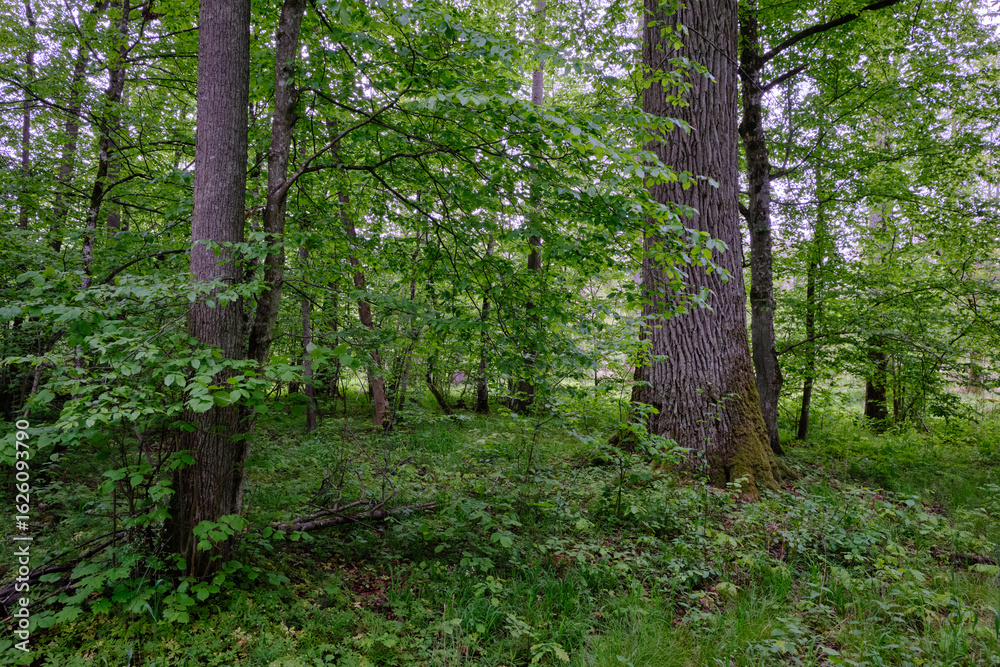 Late springtime deciduous forest with fresh green rich trees around Late springtime deciduous forest with fresh green rich trees around
