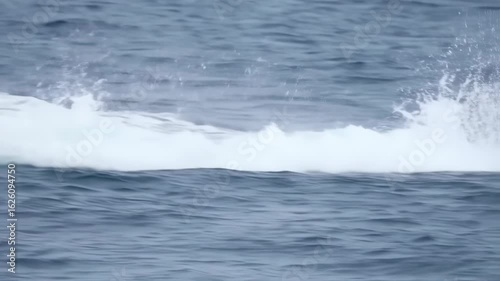 Majestic Humpback Whale Breaching the Ocean Surface, Spraying Water