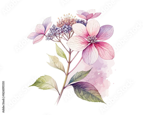 watercolor elder flower vector illustration isolated on white background