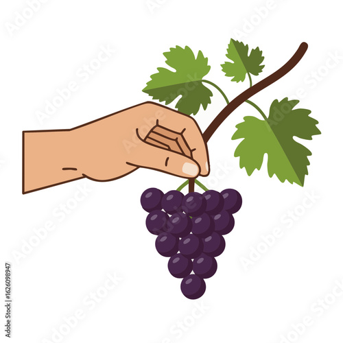 Hand picking ripe grapes from vine with green leaves
