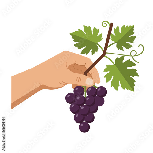 Hand picking ripe grapes from vine with green leaves