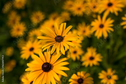 Flowers - Rudbeckia fulgida or Goldsturm in full bloom in the garden.