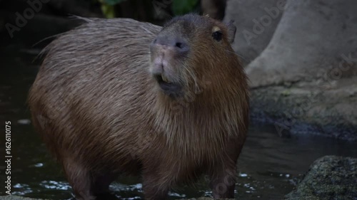 The capybara (Hydrochoerus hydrochaeris)