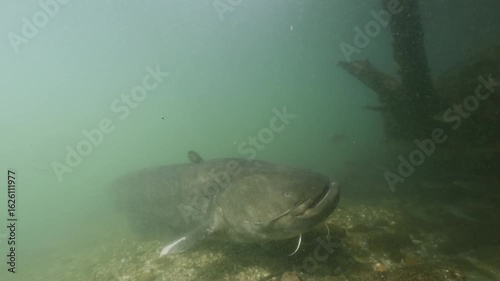 Underwater footage of a giant catfish (Silurus glanis) guarding its eggs. The massive fish protects its nest among roots and rocks in a freshwater habitat. Rare footage of catfish breeding behavior.