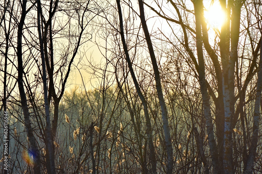 Obraz premium Sunset behind of bare trees in the forest with sunbeams