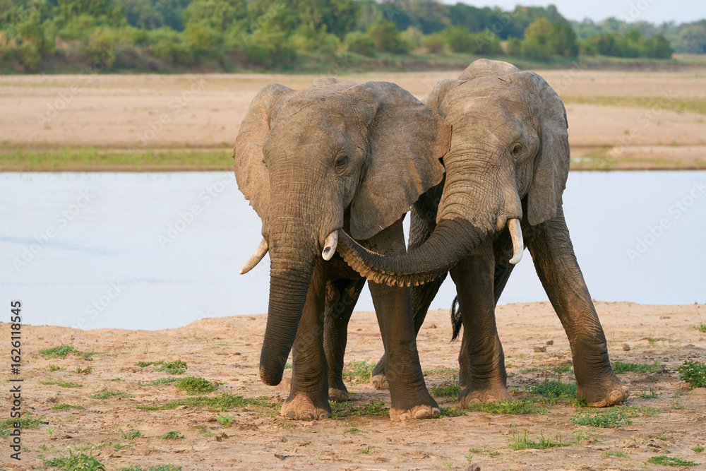 Obraz premium Group of large male African Elephant (Loxodonta africana) having just crossed the Luangwa River in to South Luangwa National Park, Zambia 