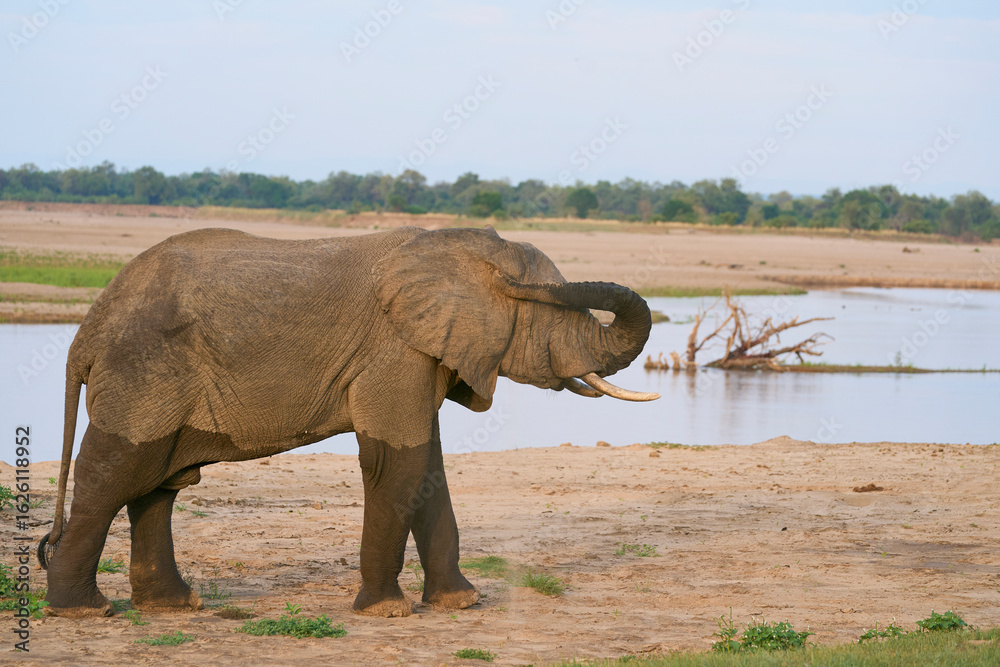 Obraz premium Group of large male African Elephant (Loxodonta africana) having just crossed the Luangwa River in to South Luangwa National Park, Zambia 