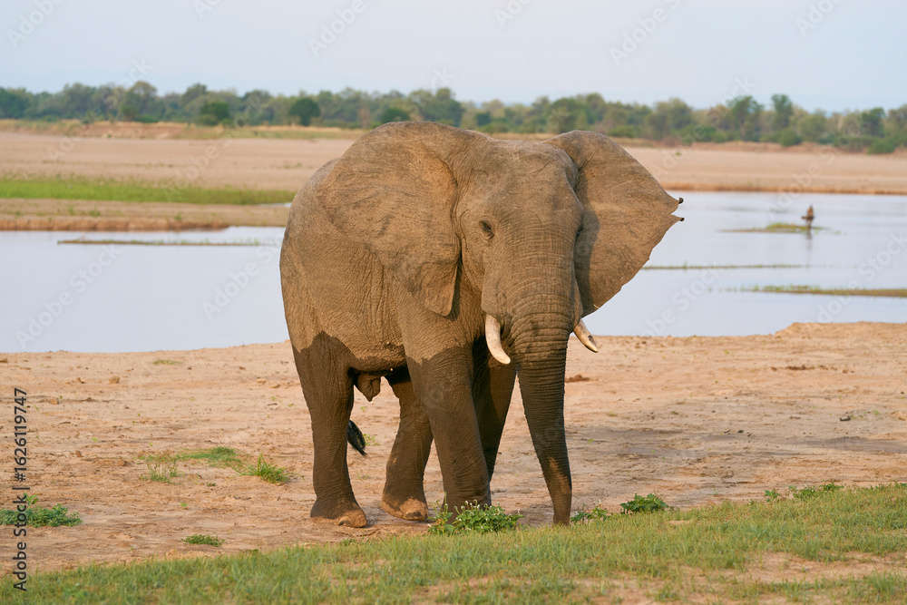 Fototapeta premium Group of large male African Elephant (Loxodonta africana) having just crossed the Luangwa River in to South Luangwa National Park, Zambia 
