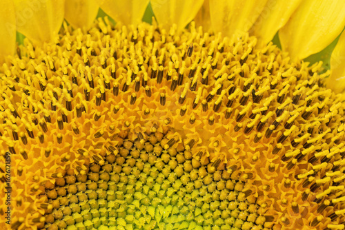 Focused macro photo of sunflower stubble lined with stamens and pistils. Horizontal.