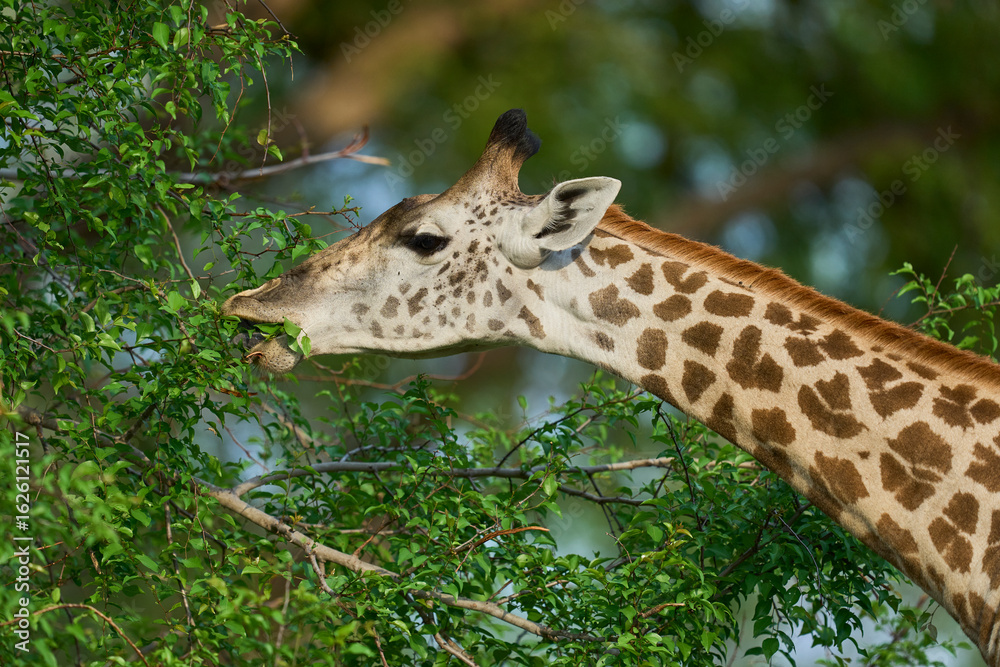 Fototapeta premium Thornicroft giraffe (Giraffa camelopardalis thornicrofti) browsing in South Luangwa National Park, Zambia
