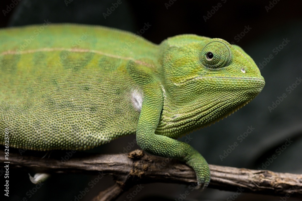 Fototapeta premium Chameleon