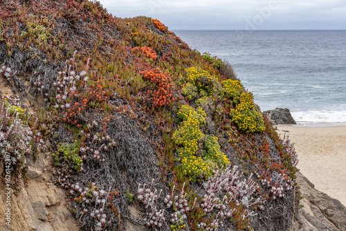 фотографія Marine terrace sand (Older Surficial Sediments)