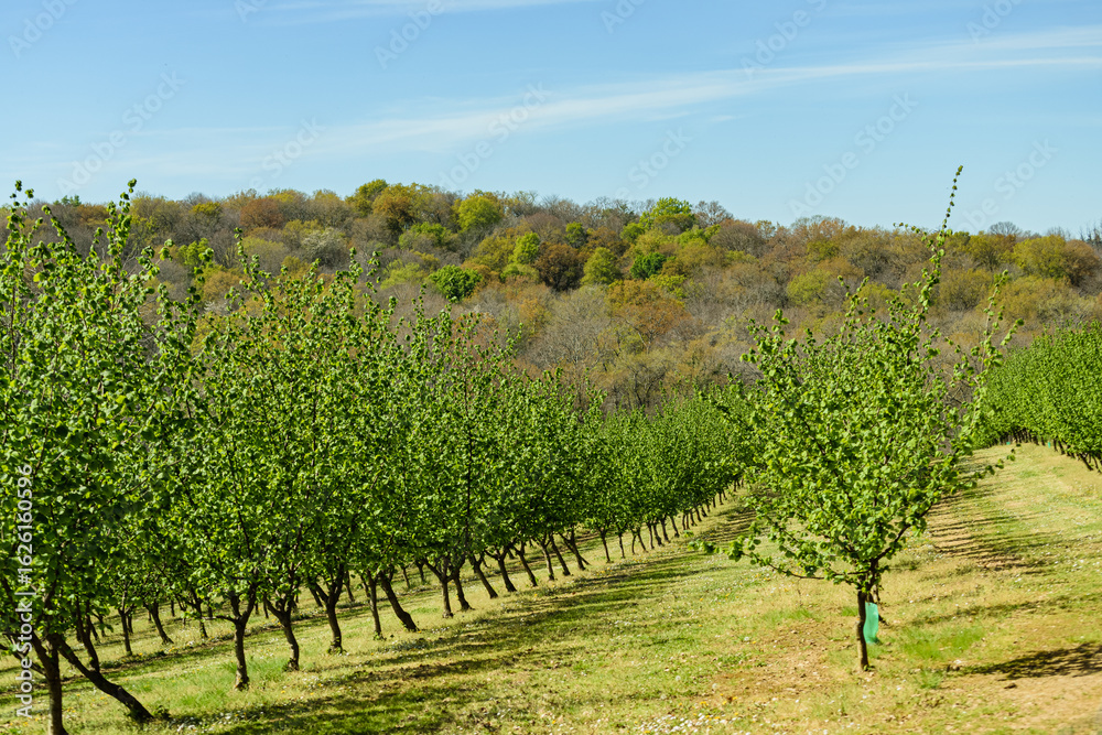 Naklejka premium Champs de pêchers