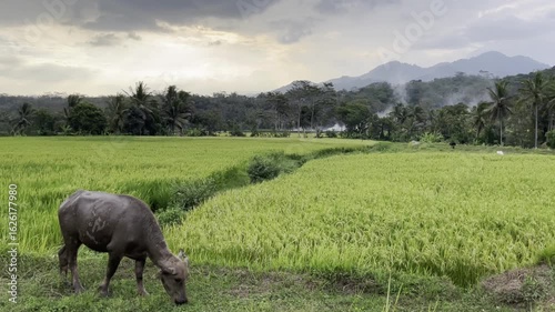buffalo eating grass in the rice fields in the afternoon