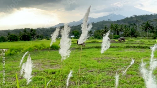 beautiful white flowers with a rice field background